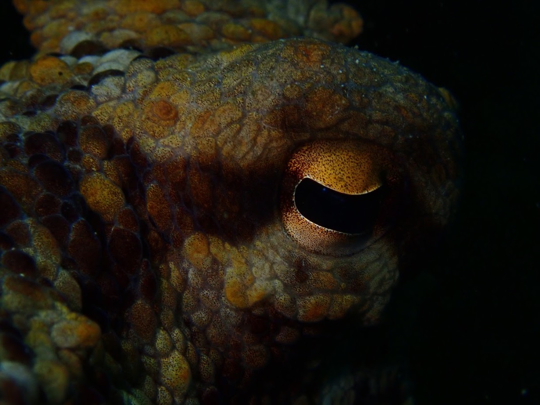Campeonato Navarro de Fotografía Submarina 2021